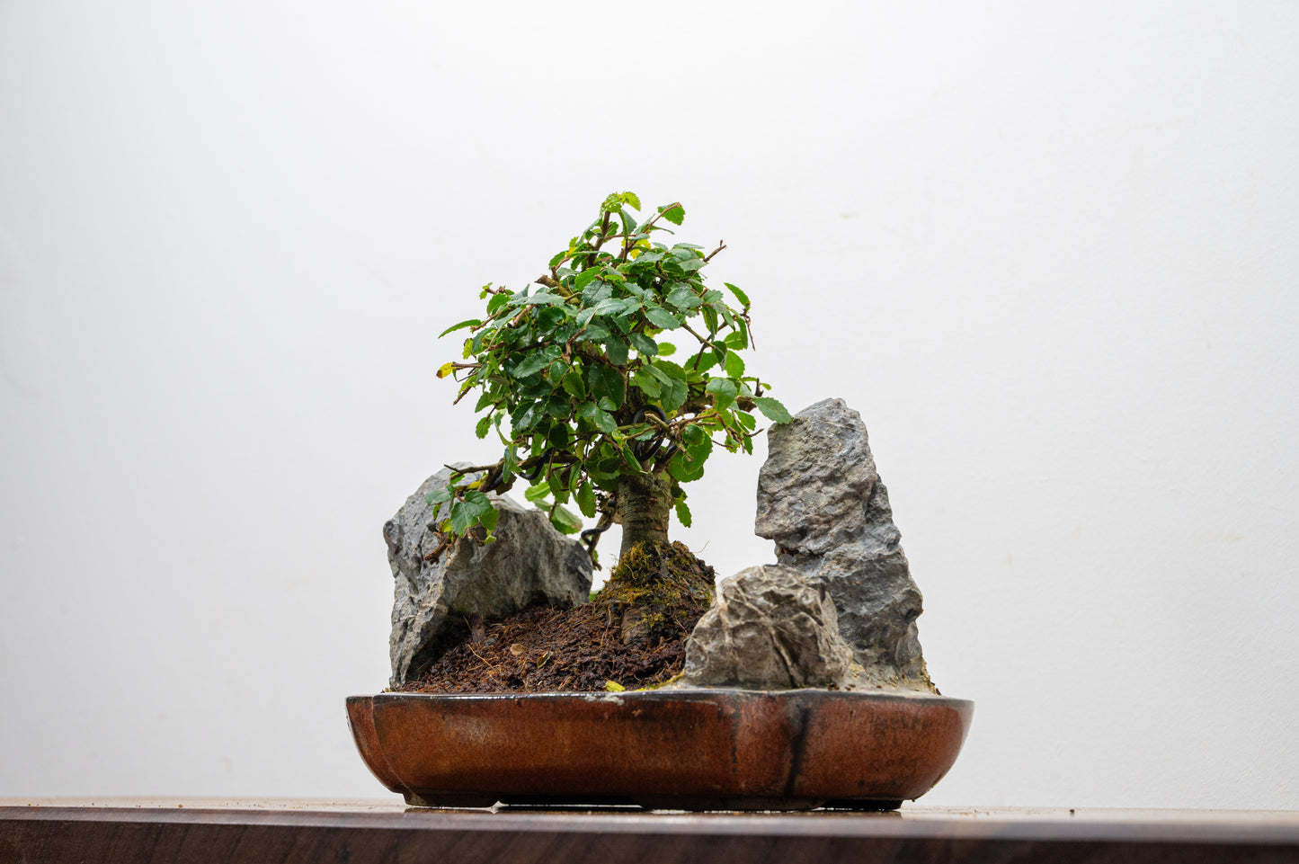 Chinese Elm / Rock Planting Bonsai & Care Kit in 22cm Ceramic Dish