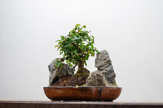 Chinese Elm / Rock Planting Bonsai & Care Kit in 22cm Ceramic Dish