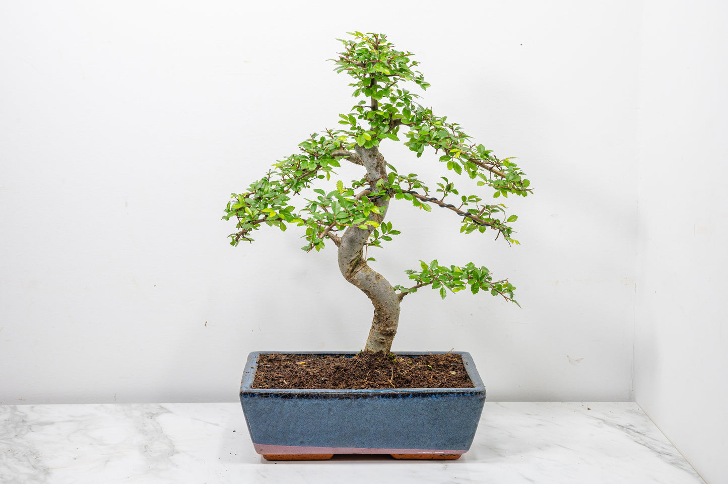 Chinese Elm Bonsai and Care Kit in 25cm Navy Ceramic Pot