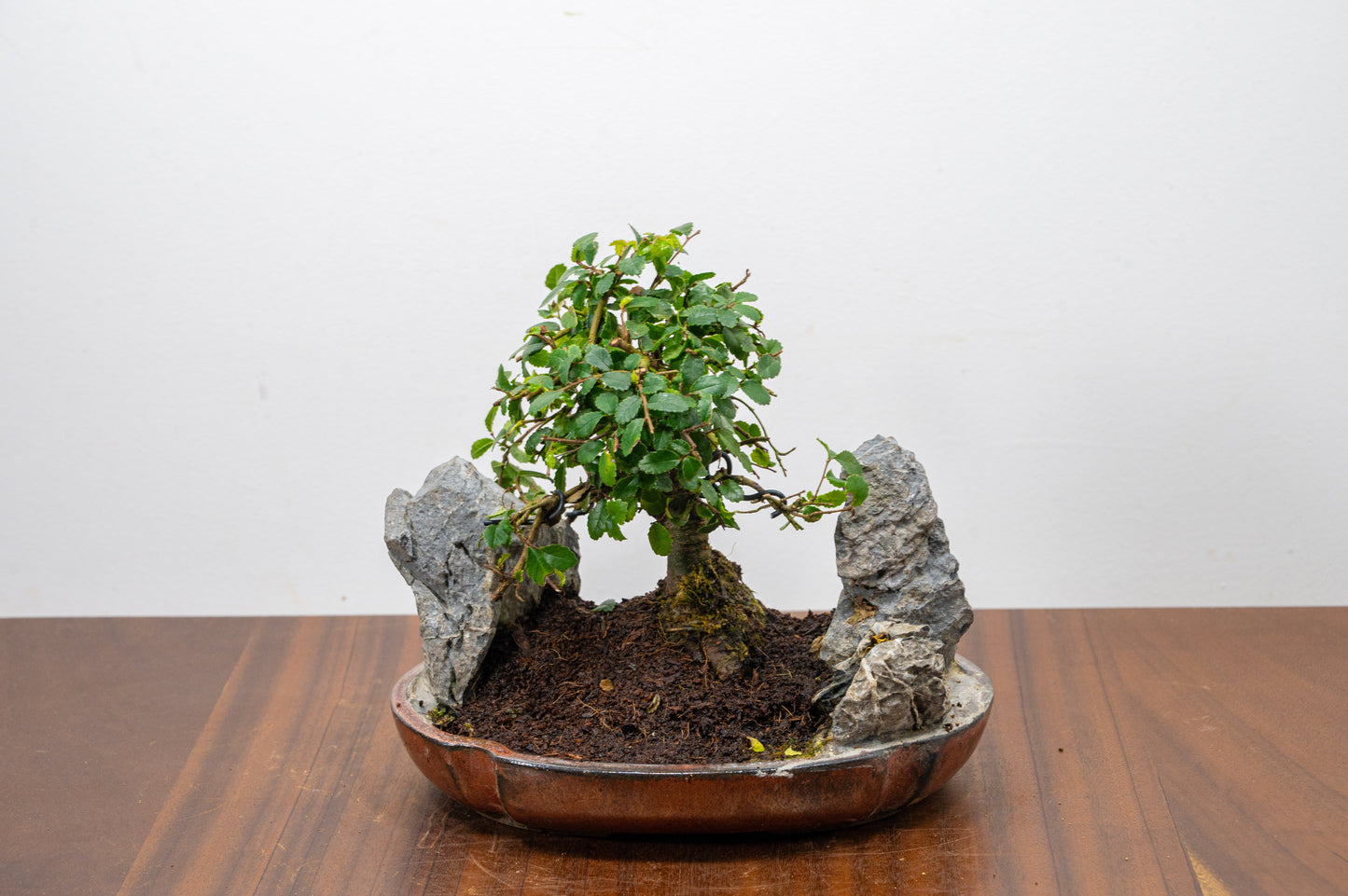 Chinese Elm / Rock Planting Bonsai & Care Kit in 22cm Ceramic Dish