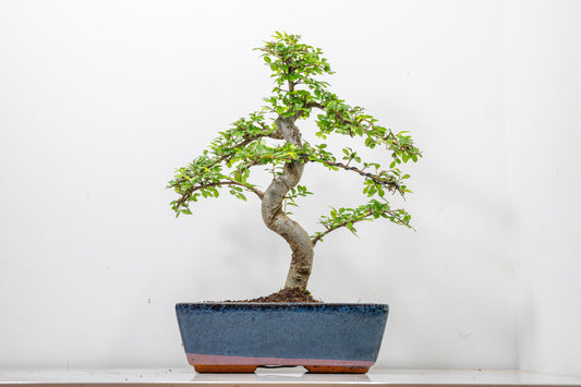Chinese Elm Bonsai and Care Kit in 25cm Navy Ceramic Pot