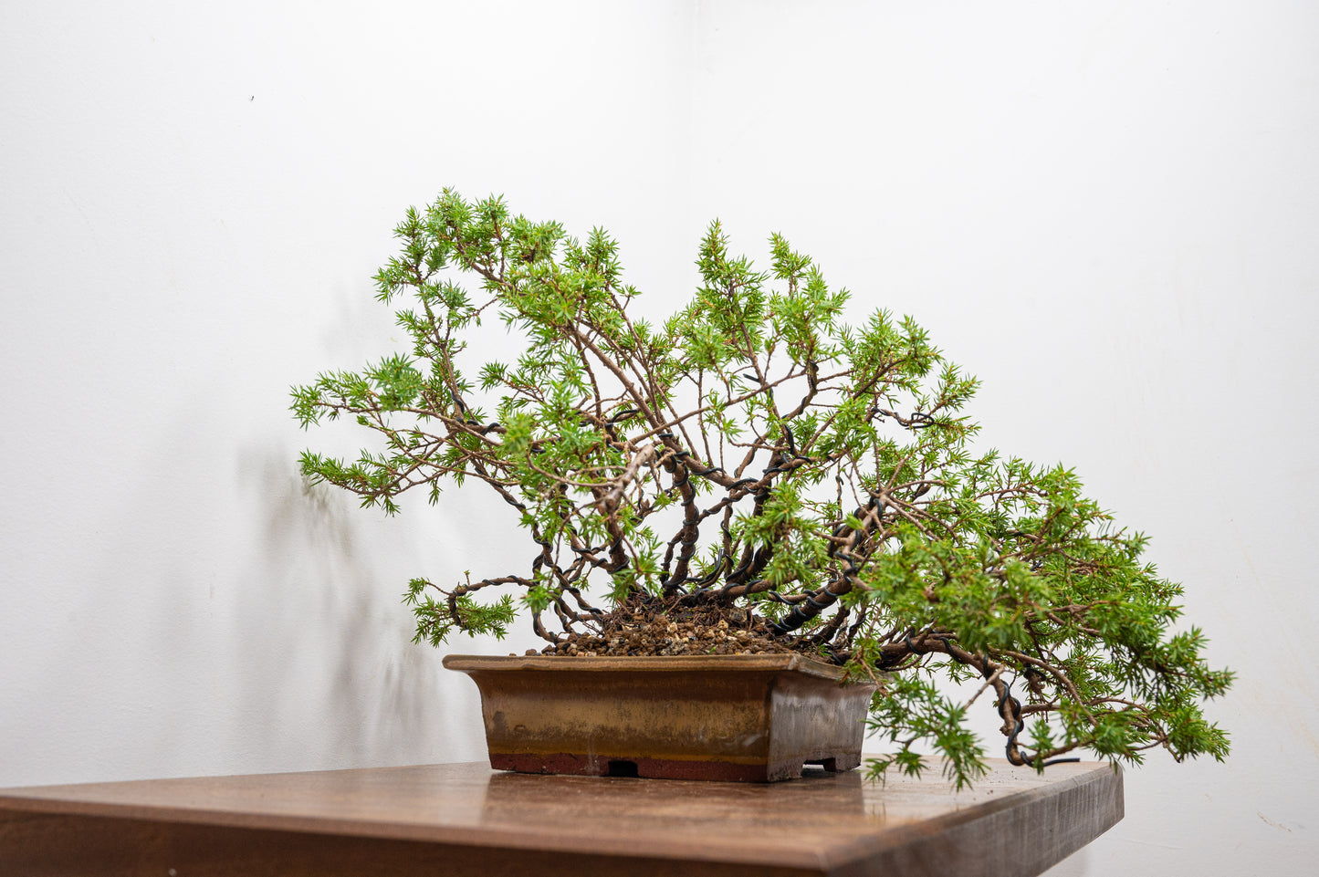 Juniper Bonsai