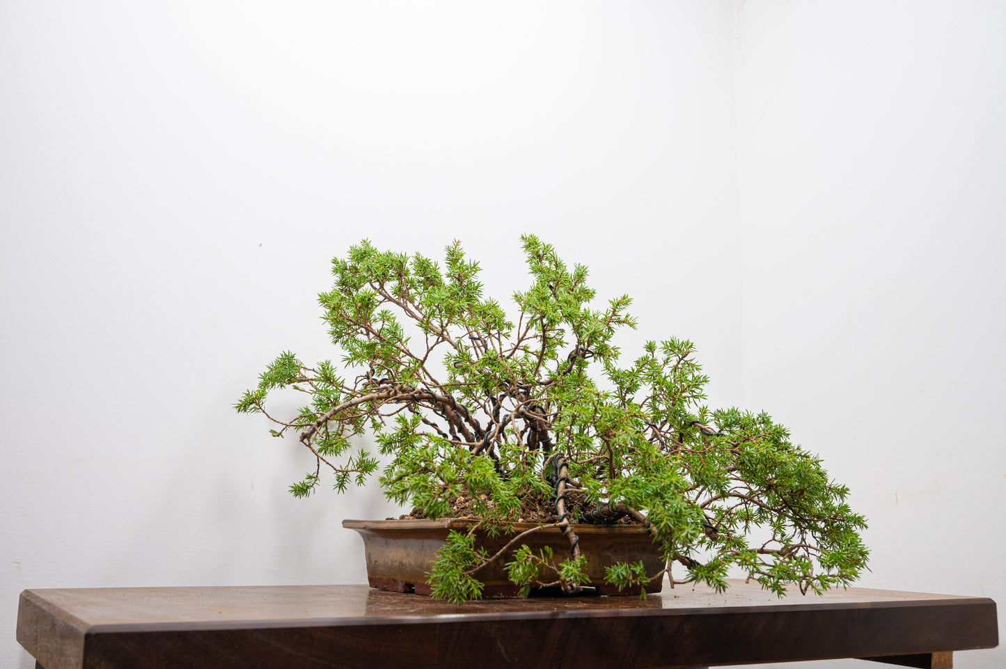 Juniper Bonsai