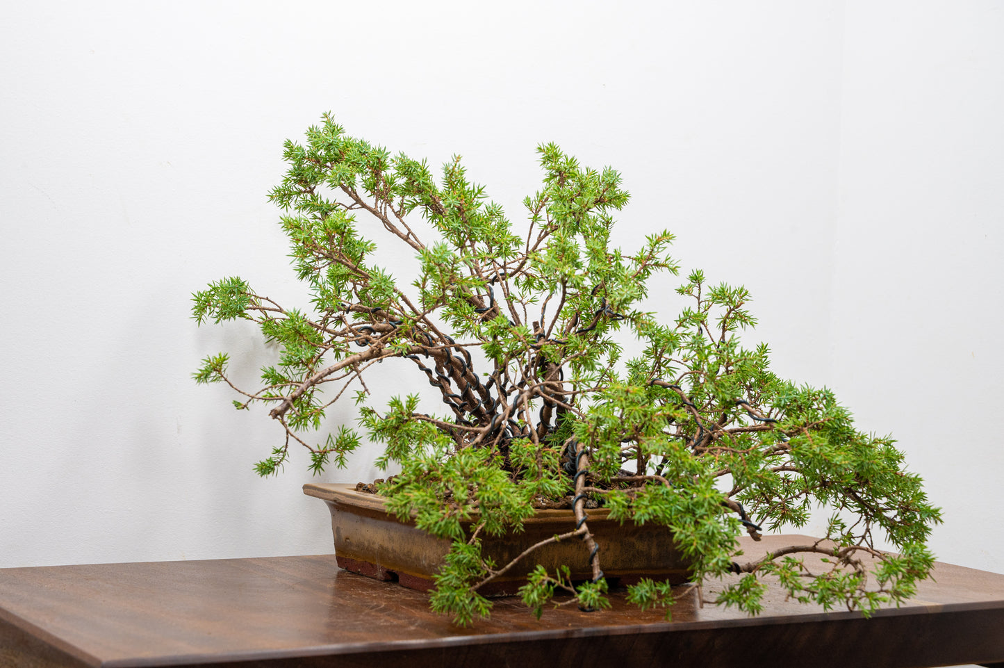 Juniper Bonsai