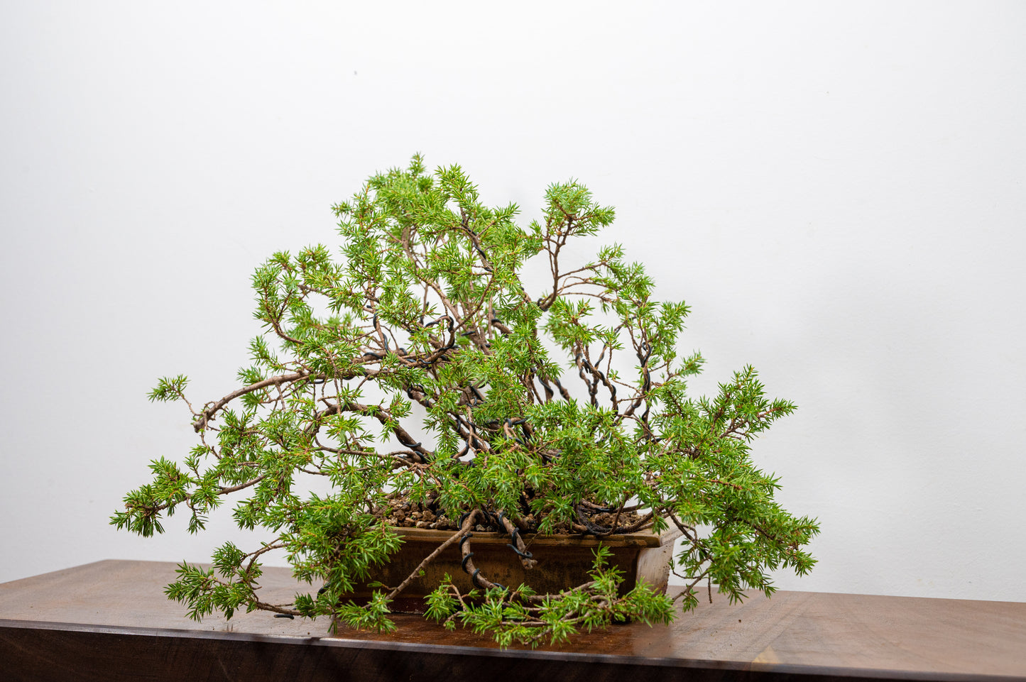 Juniper Bonsai