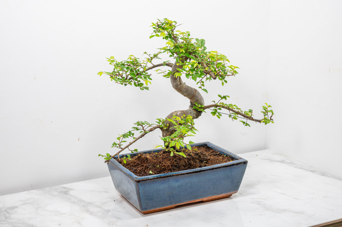 Chinese Elm Bonsai and Care Kit in 25cm Navy Ceramic Pot