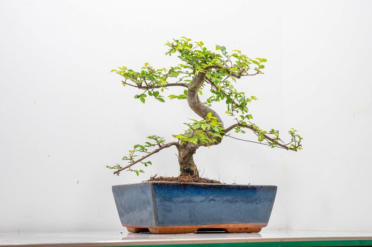 Chinese Elm Bonsai and Care Kit in 25cm Navy Ceramic Pot