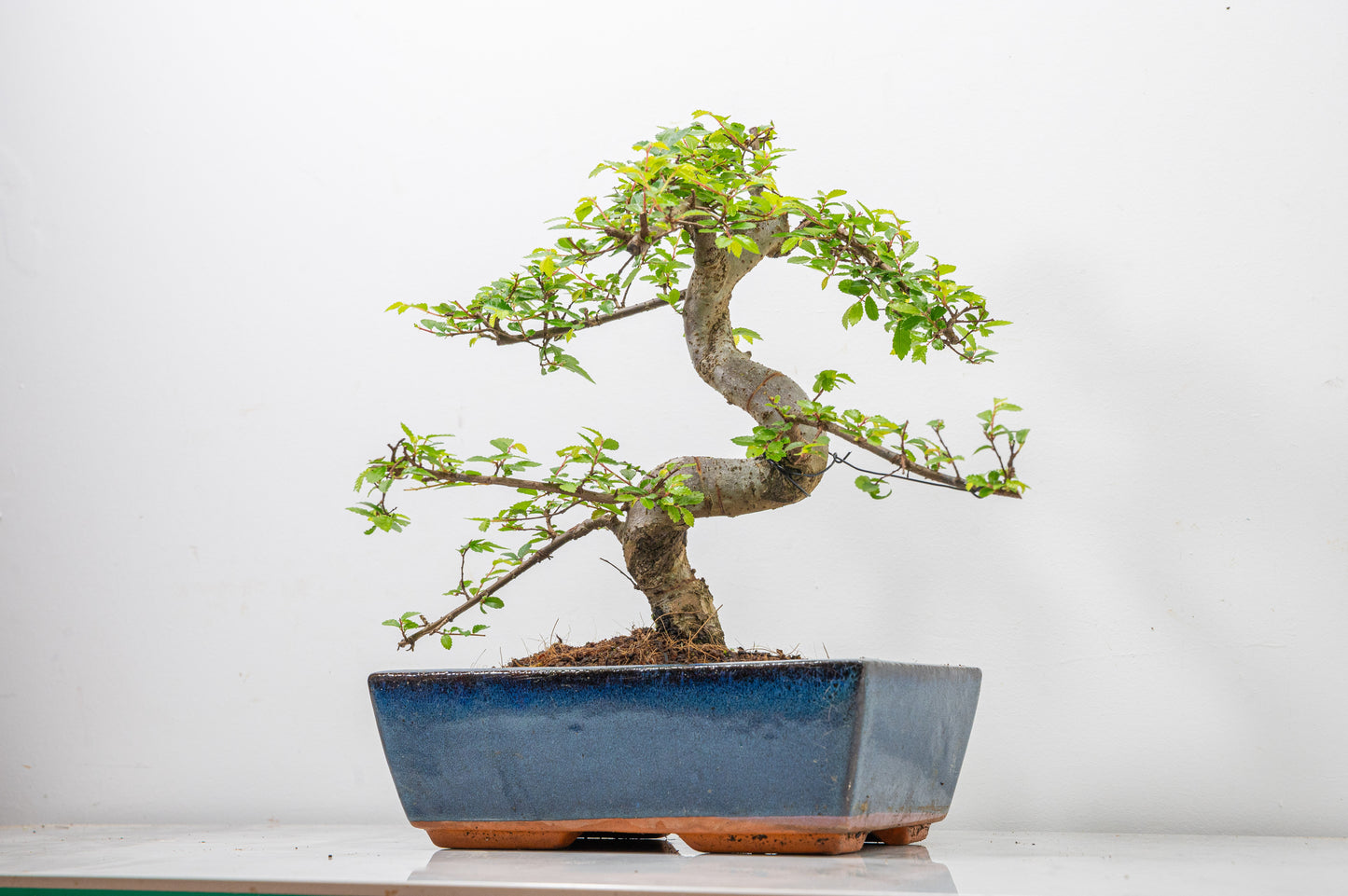 Chinese Elm Bonsai and Care Kit in 25cm Navy Ceramic Pot
