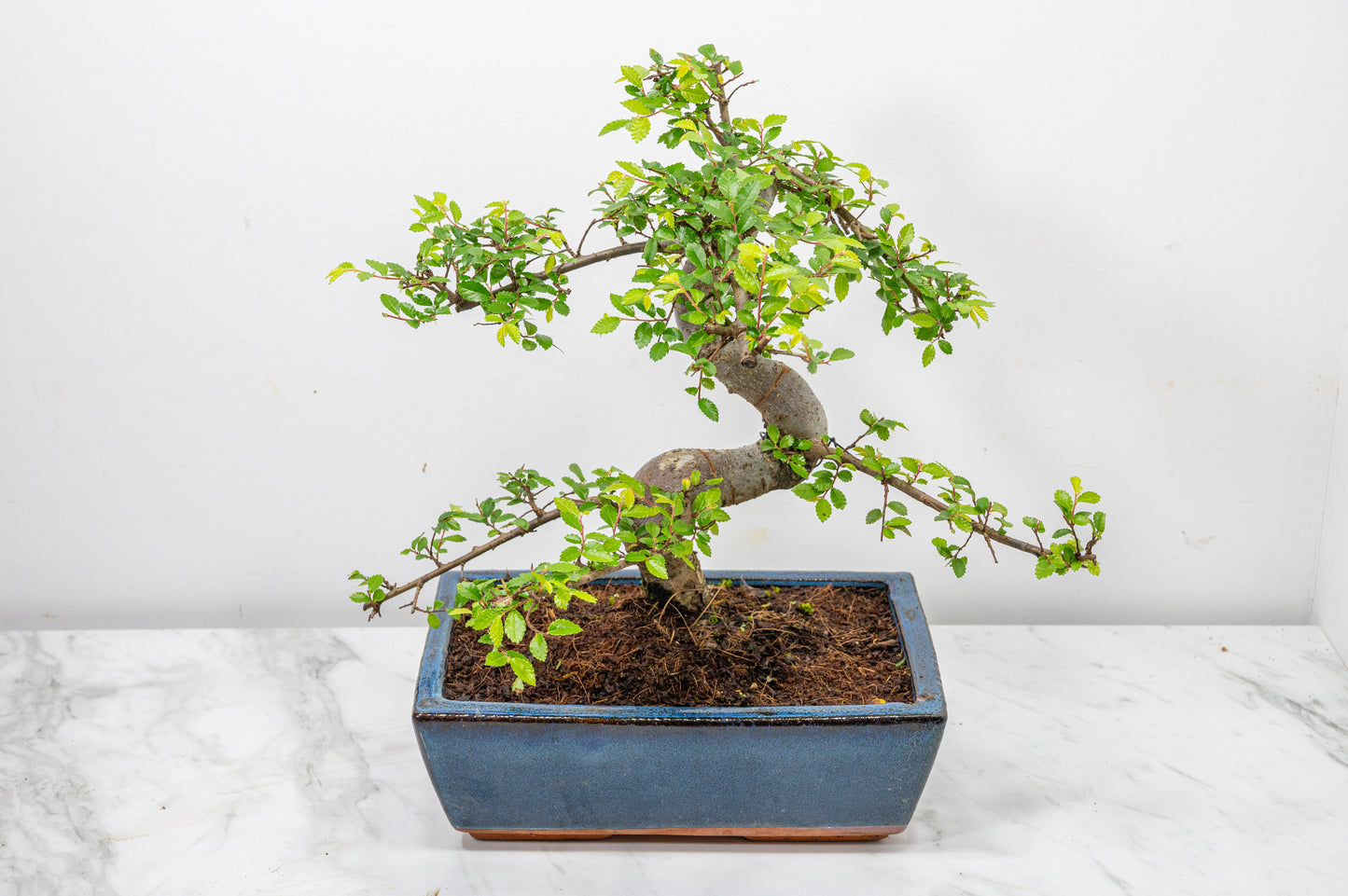 Chinese Elm Bonsai and Care Kit in 25cm Navy Ceramic Pot