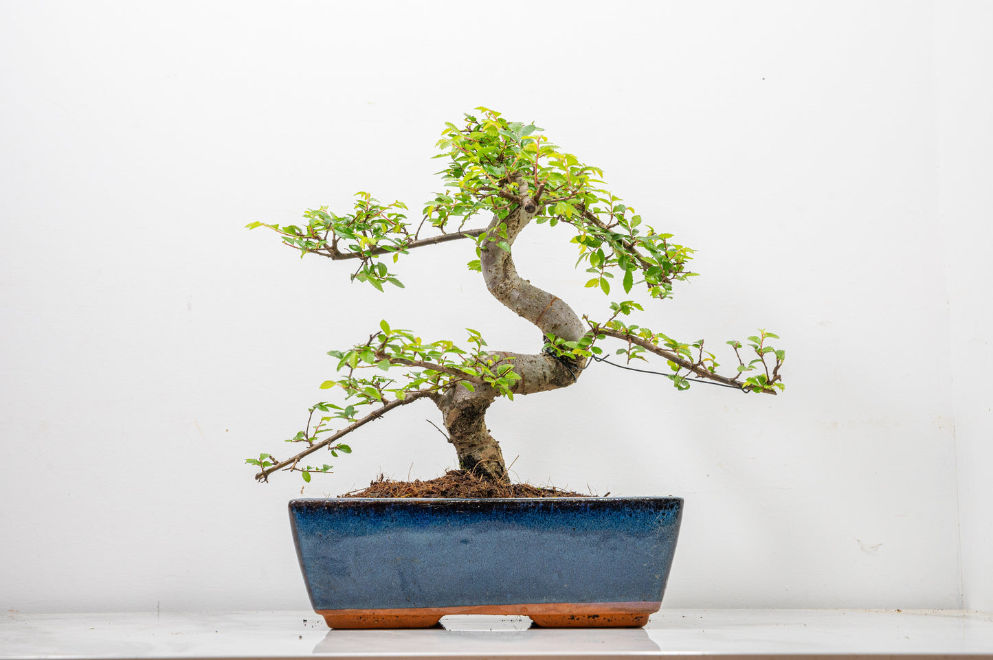 Chinese Elm Bonsai and Care Kit in 25cm Navy Ceramic Pot