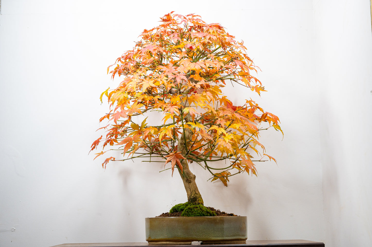 Japanese Mountain Maple Bonsai