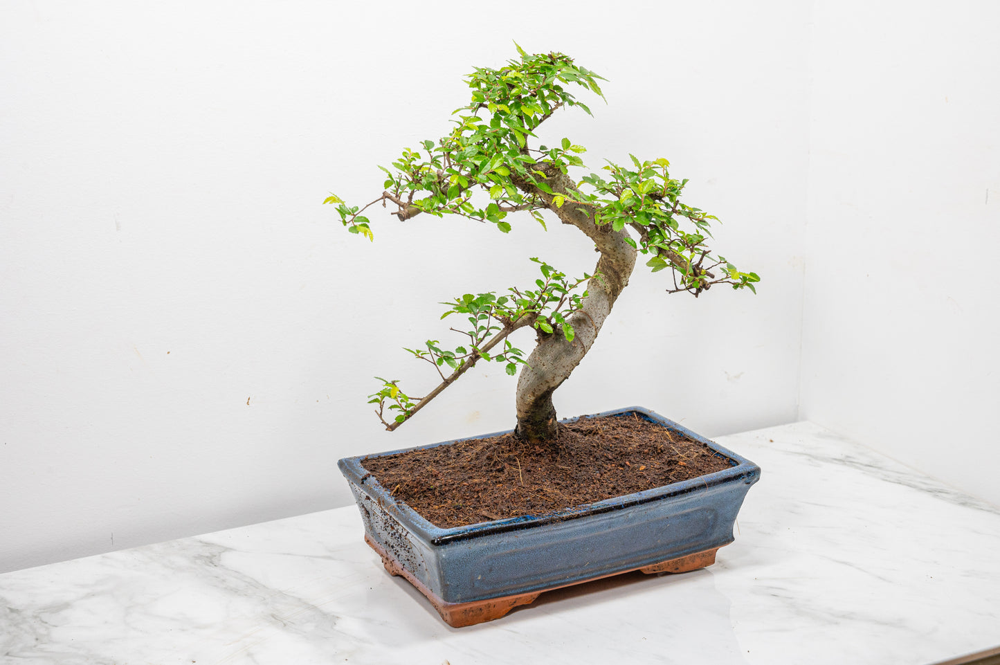 Chinese Elm Bonsai and Care Kit in 25cm Navy Ceramic Pot