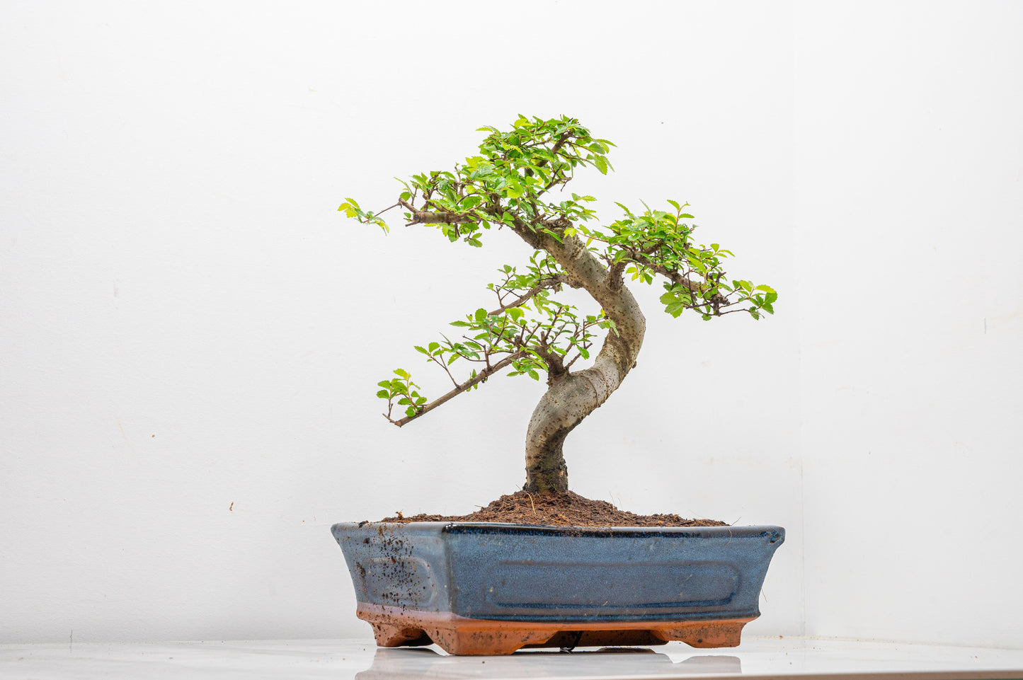 Chinese Elm Bonsai and Care Kit in 25cm Navy Ceramic Pot