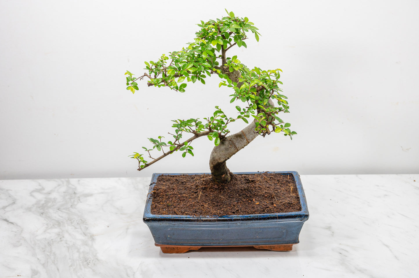Chinese Elm Bonsai and Care Kit in 25cm Navy Ceramic Pot