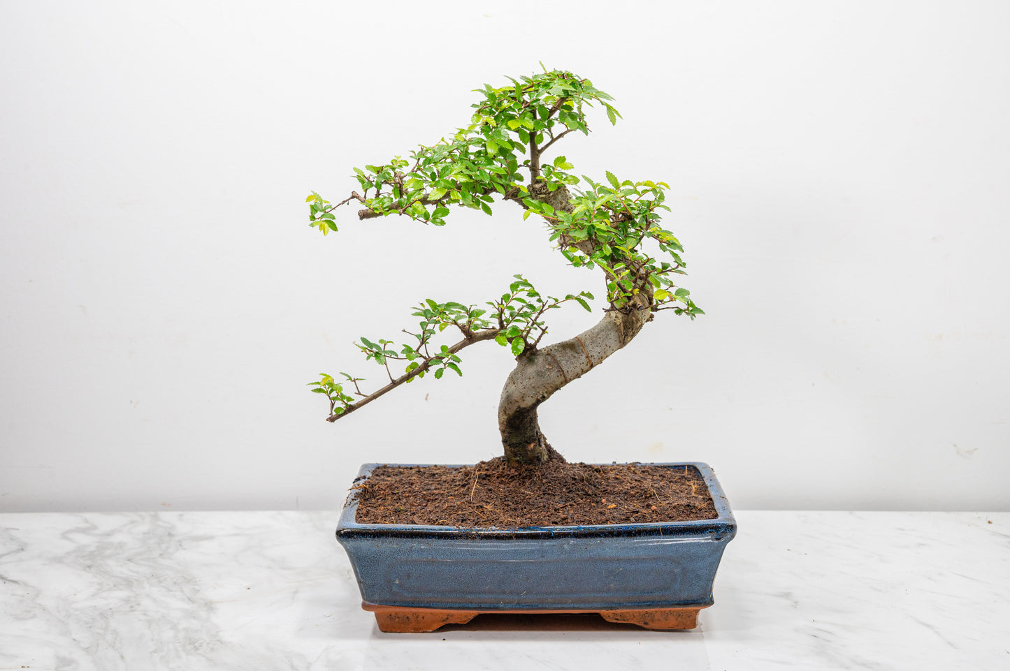 Chinese Elm Bonsai and Care Kit in 25cm Navy Ceramic Pot
