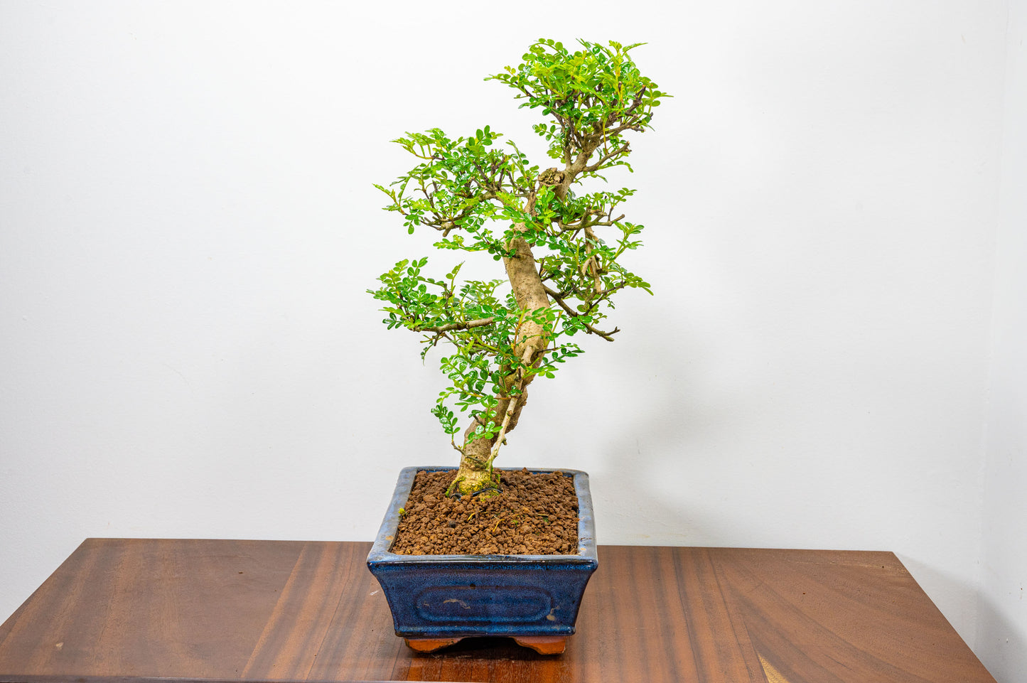 Japanese Pepper Bonsai  S Trunk - 25cm Blue Ceramic Pot