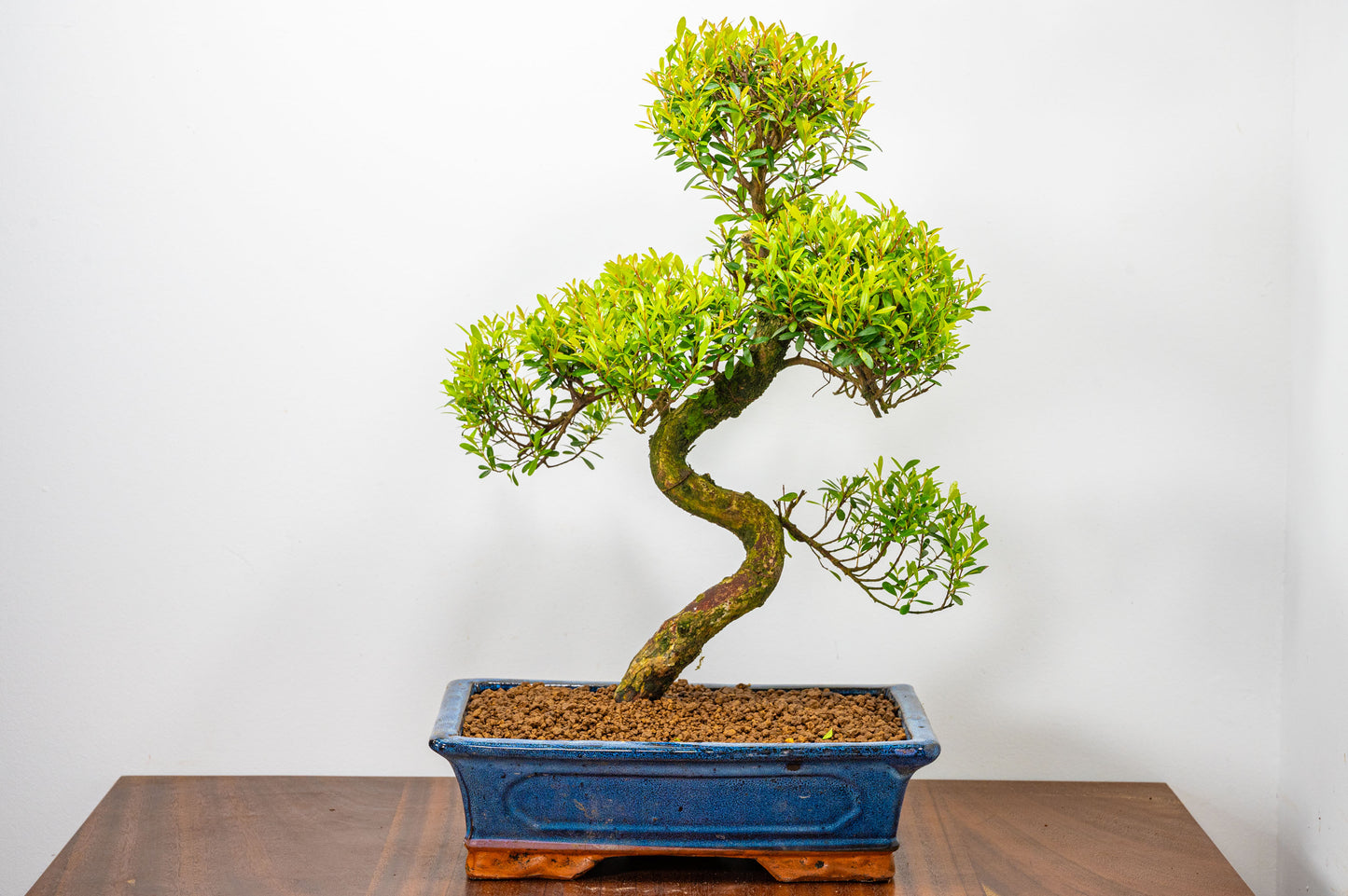 Chinese Myrtle Bonsai  S Trunk & Care Kit- 30cm  Blue Pot