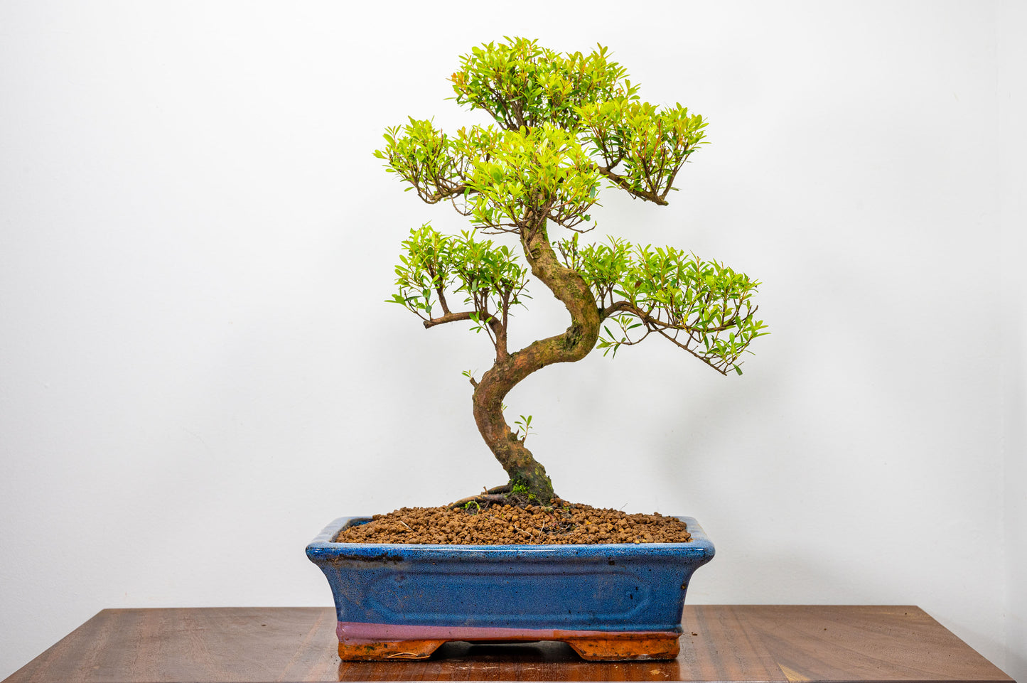 Chinese Myrtle Bonsai  S Trunk & Care Kit - 30cm  Blue Pot