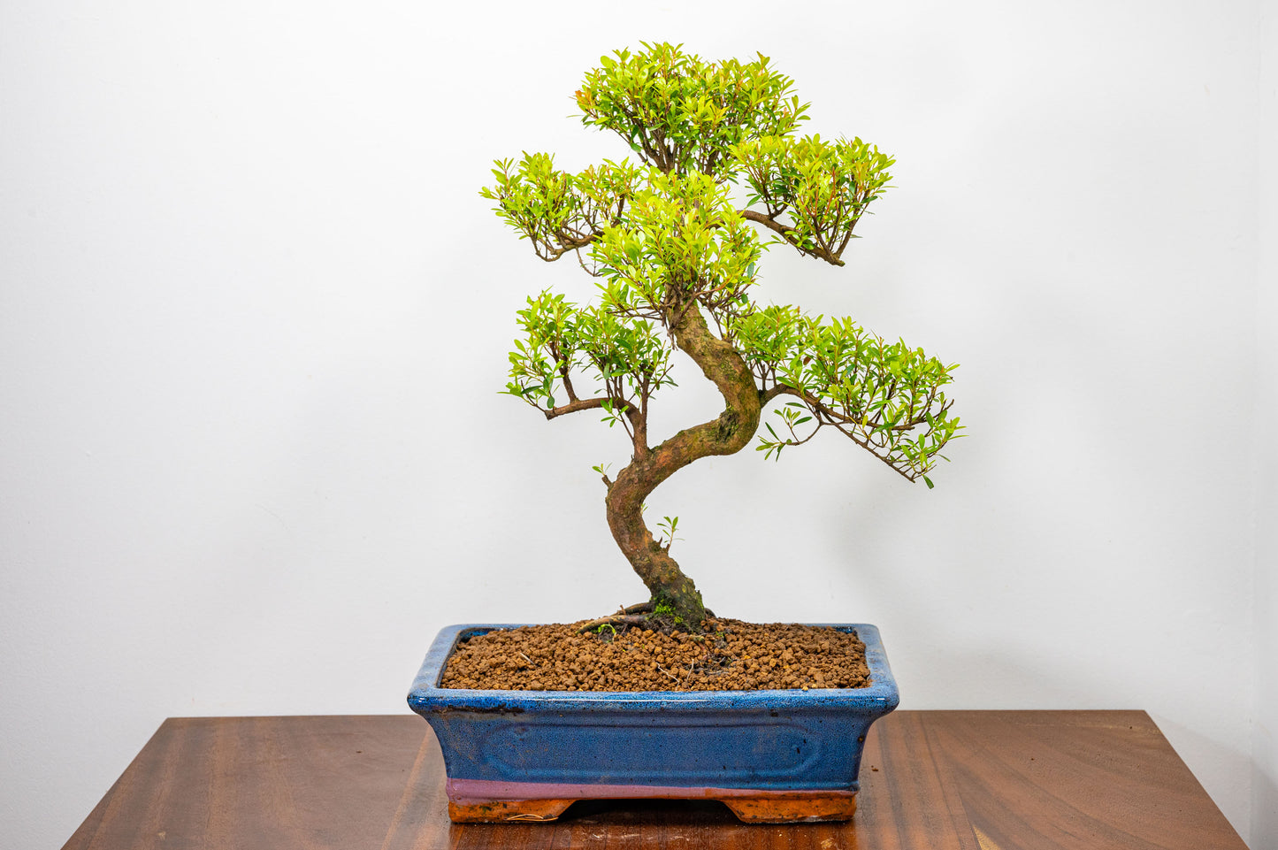 Chinese Myrtle Bonsai  S Trunk & Care Kit - 30cm  Blue Pot