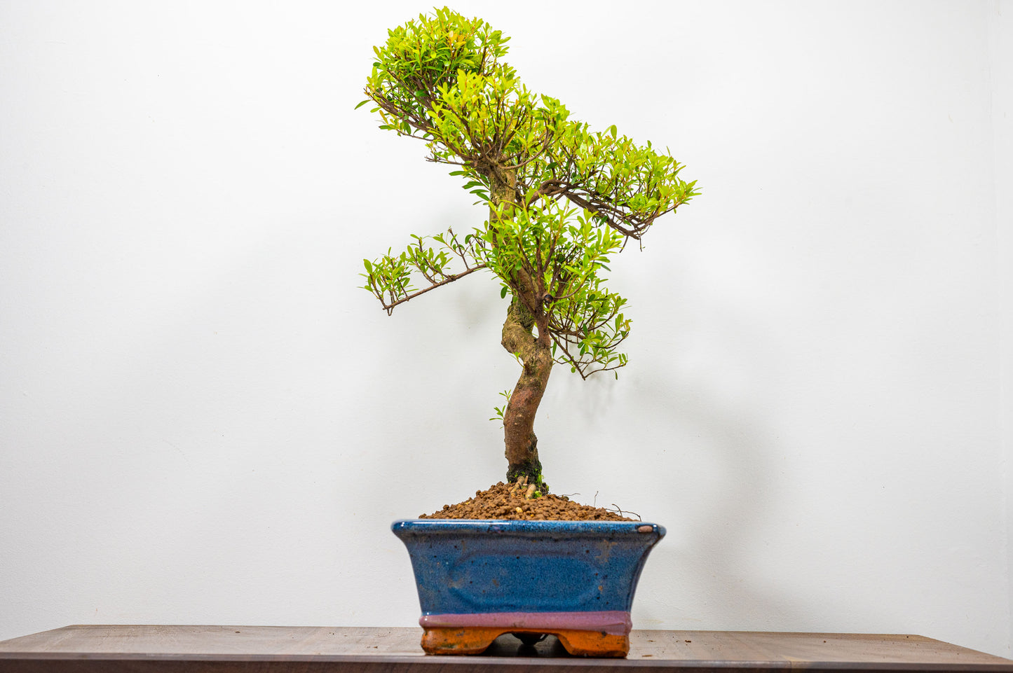 Chinese Myrtle Bonsai  S Trunk & Care Kit - 30cm  Blue Pot