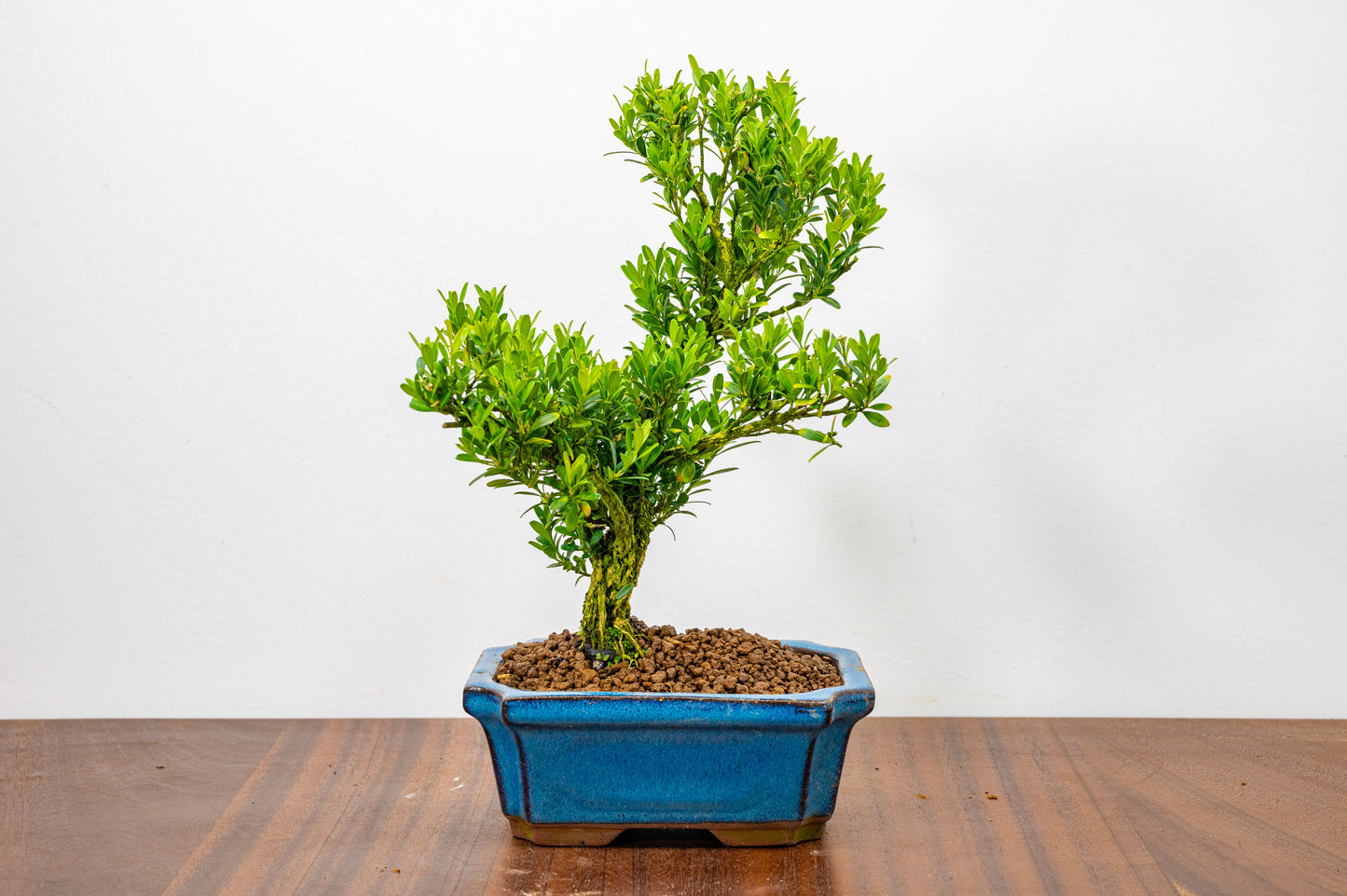 Chinese Box  Bonsai Tree S Trunk - 15cm Blue Ceramic Pot