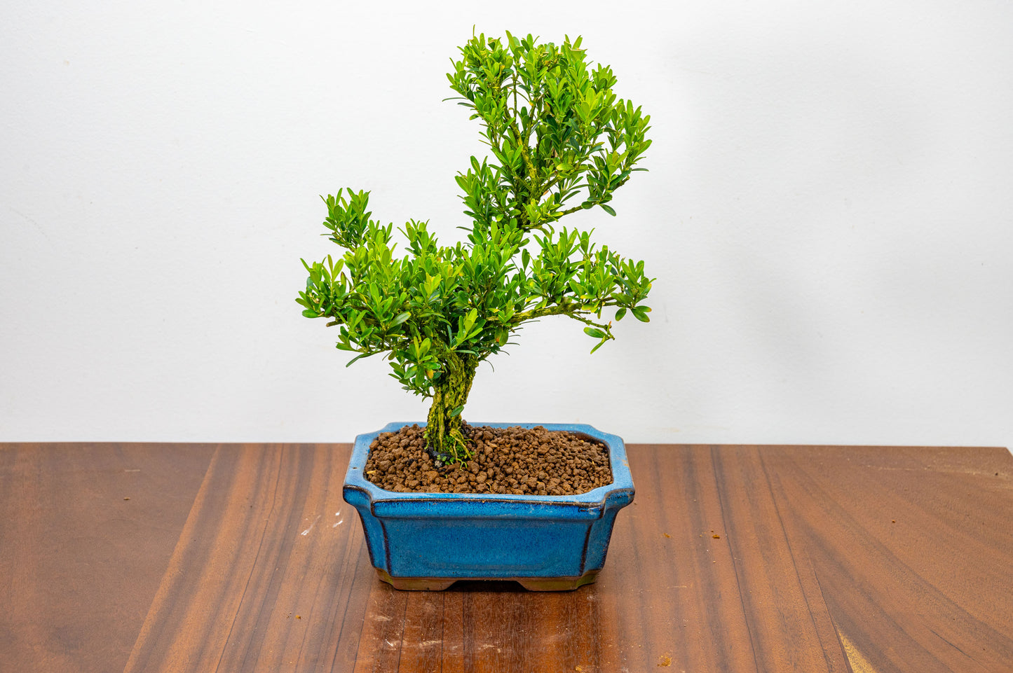 Chinese Box  Bonsai Tree S Trunk - 15cm Blue Ceramic Pot