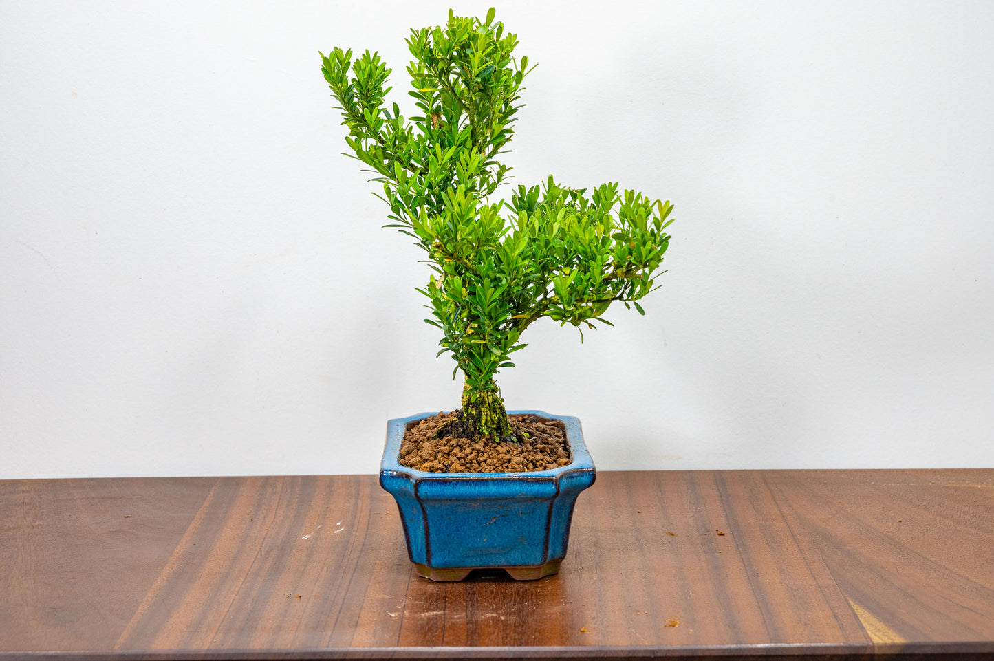 Chinese Box  Bonsai Tree S Trunk - 15cm Blue Ceramic Pot