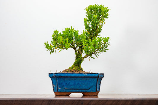 Chinese Box  Bonsai Tree S Trunk - 15cm Blue Ceramic Pot