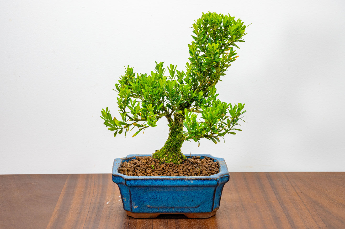 Chinese Box  Bonsai Tree S Trunk - 15cm Blue Ceramic Pot