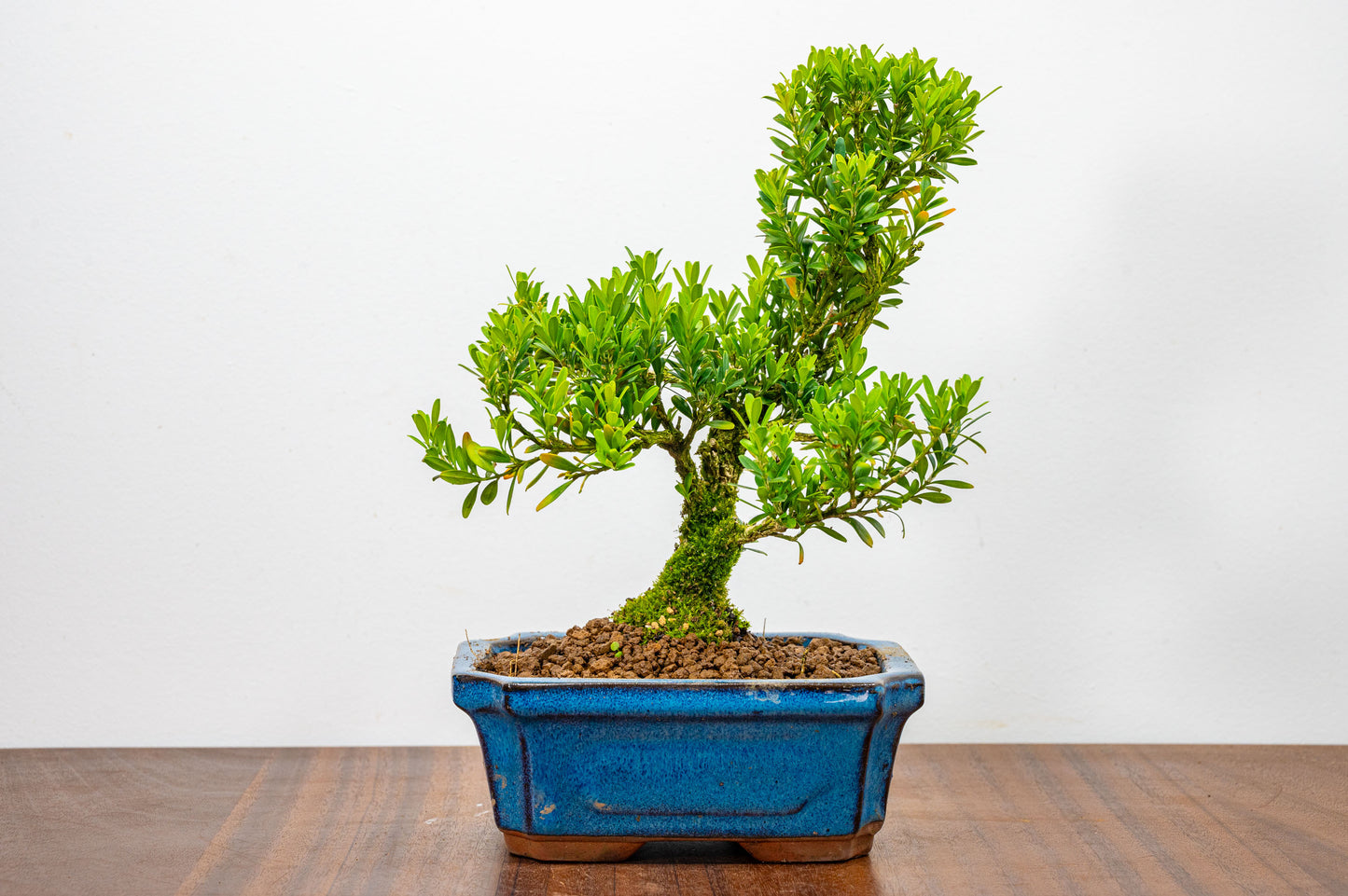 Chinese Box  Bonsai Tree S Trunk - 15cm Blue Ceramic Pot