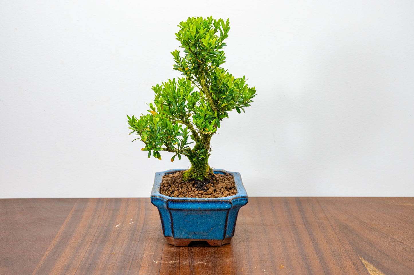 Chinese Box  Bonsai Tree S Trunk - 15cm Blue Ceramic Pot