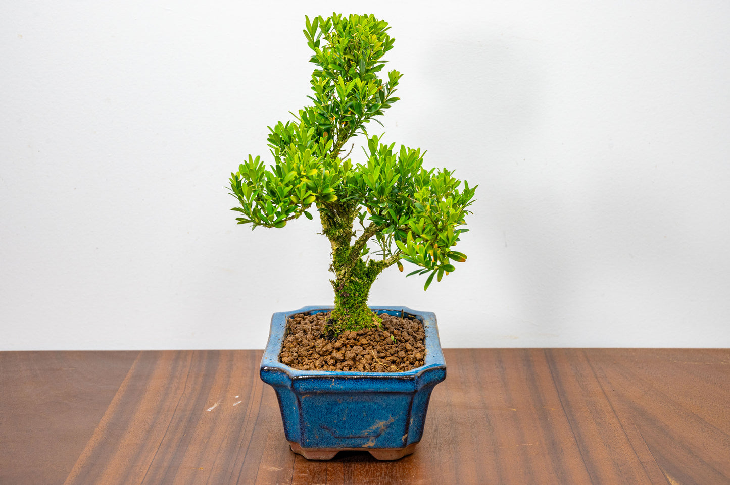 Chinese Box  Bonsai Tree S Trunk - 15cm Blue Ceramic Pot