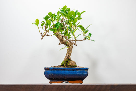 Banyan Fig Bonsai  S Trunk - 20cm Blue Ceramic Pot