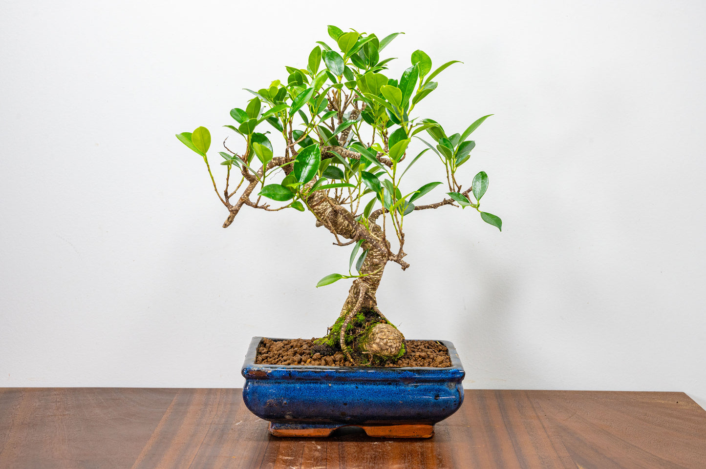 Banyan Fig Bonsai  S Trunk - 20cm Blue Ceramic Pot