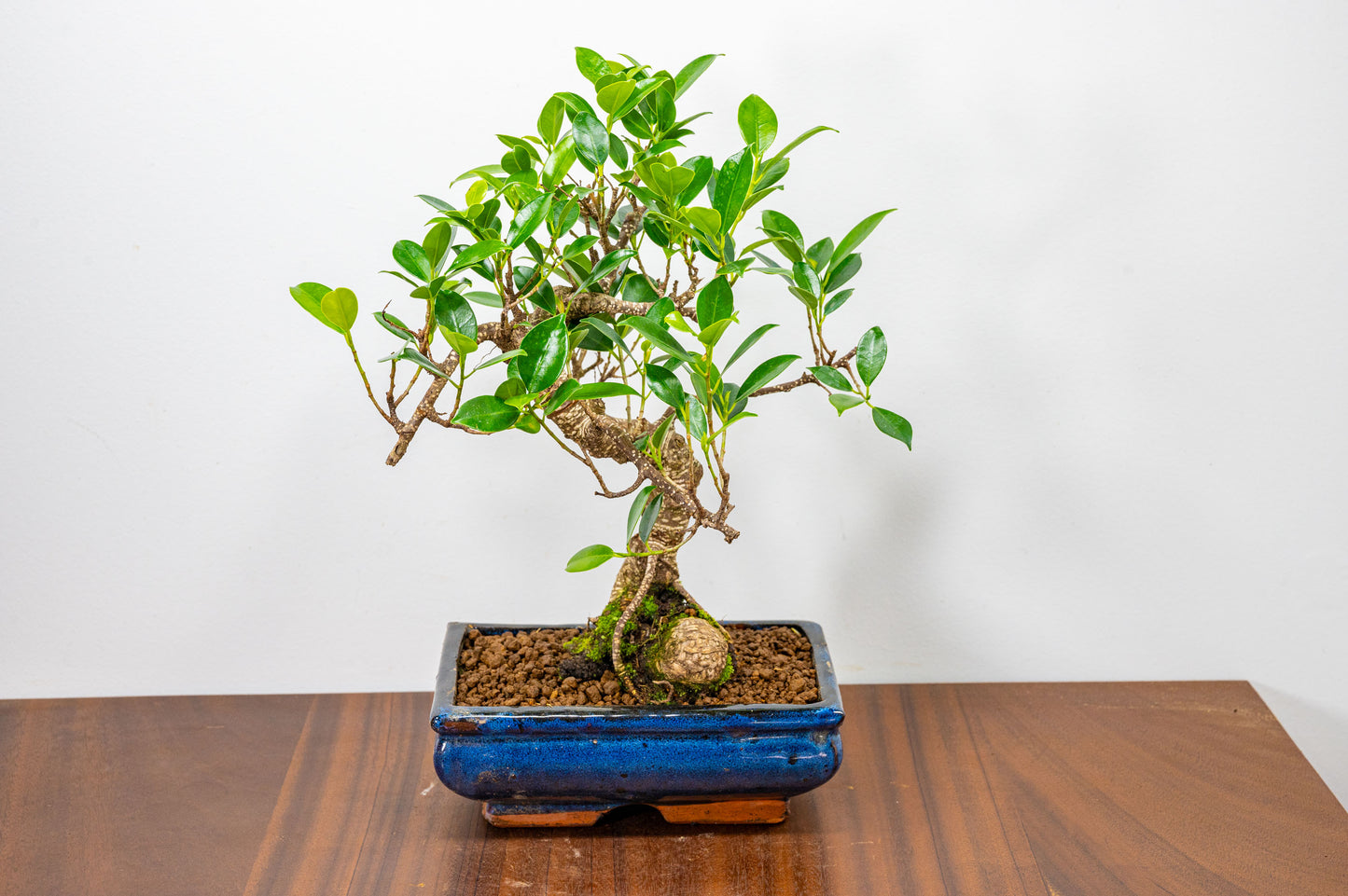 Banyan Fig Bonsai  S Trunk - 20cm Blue Ceramic Pot