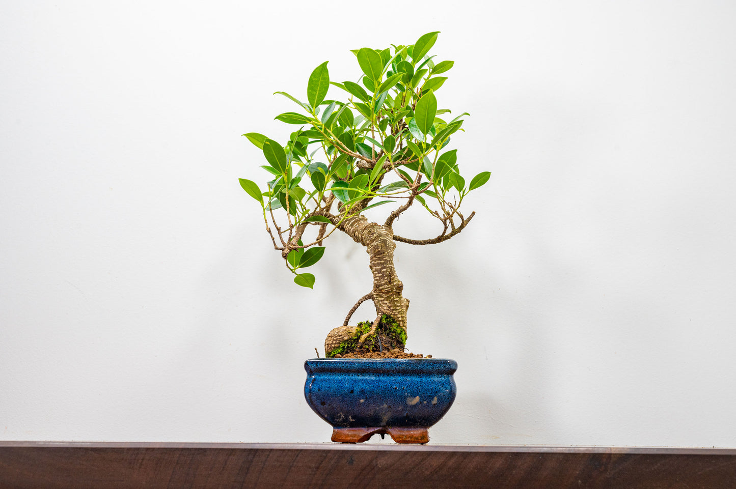 Banyan Fig Bonsai  S Trunk - 20cm Blue Ceramic Pot