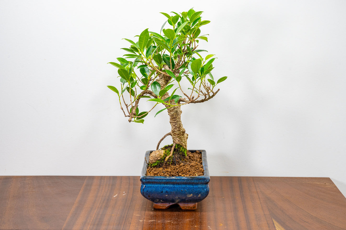 Banyan Fig Bonsai  S Trunk - 20cm Blue Ceramic Pot