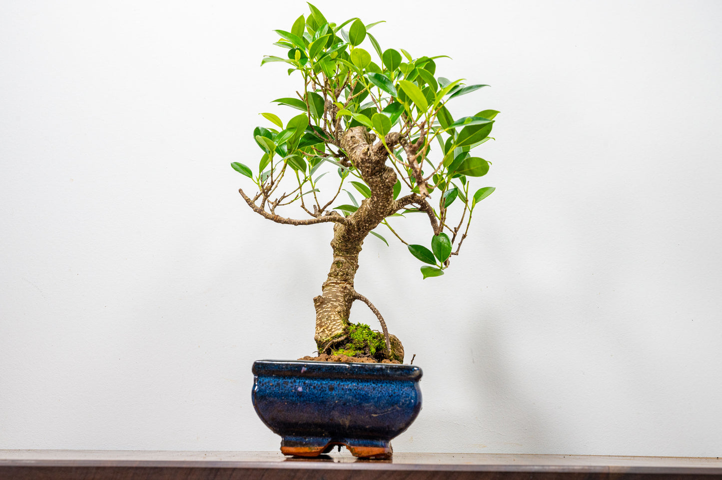 Banyan Fig Bonsai  S Trunk - 20cm Blue Ceramic Pot