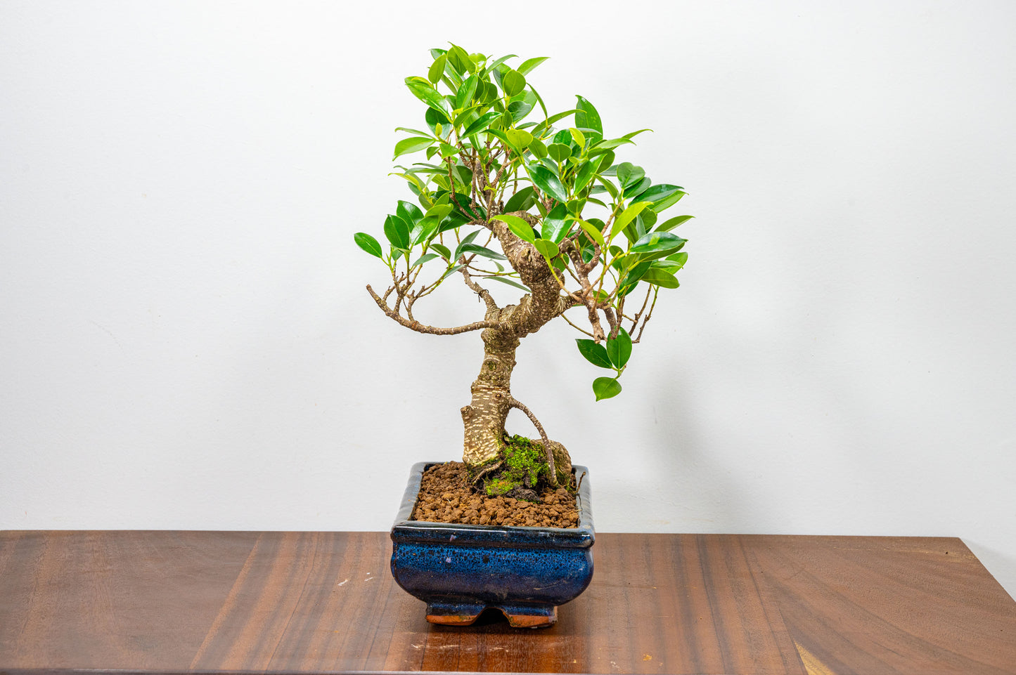 Banyan Fig Bonsai  S Trunk - 20cm Blue Ceramic Pot