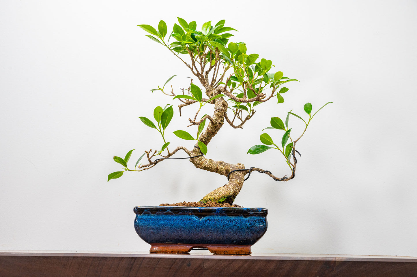 Banyan Fig Bonsai  S Trunk - 20cm Blue Ceramic Pot