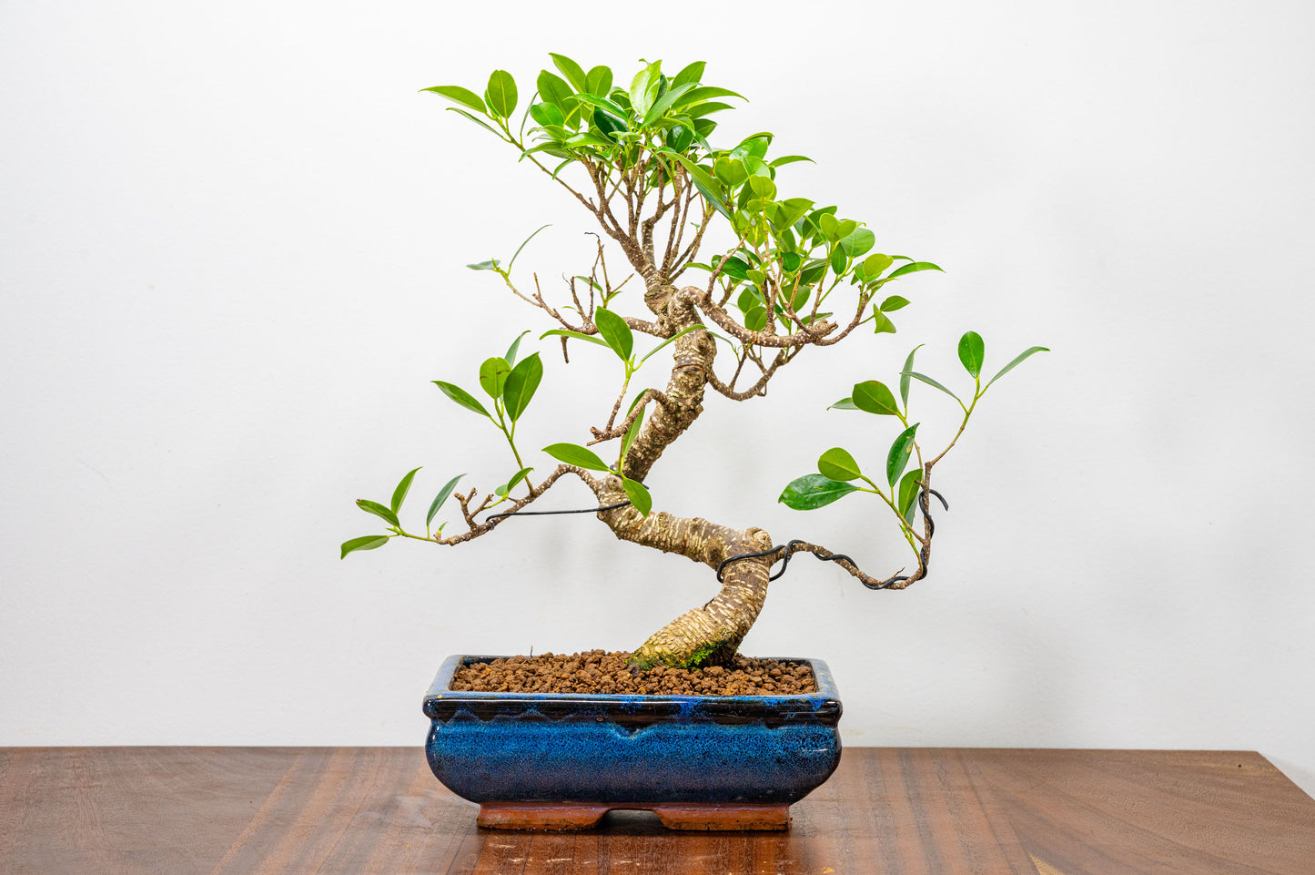 Banyan Fig Bonsai  S Trunk - 20cm Blue Ceramic Pot