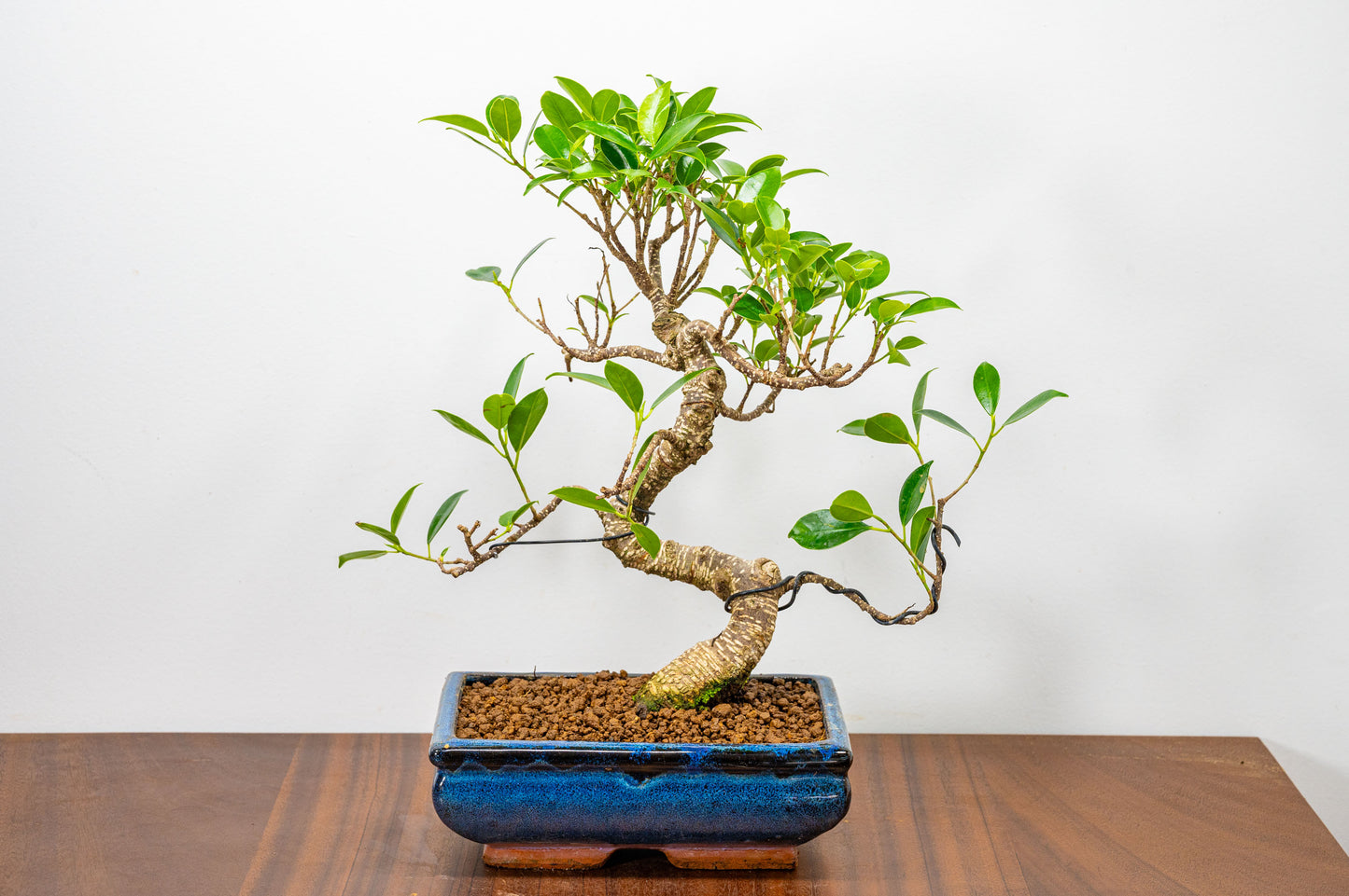 Banyan Fig Bonsai  S Trunk - 20cm Blue Ceramic Pot