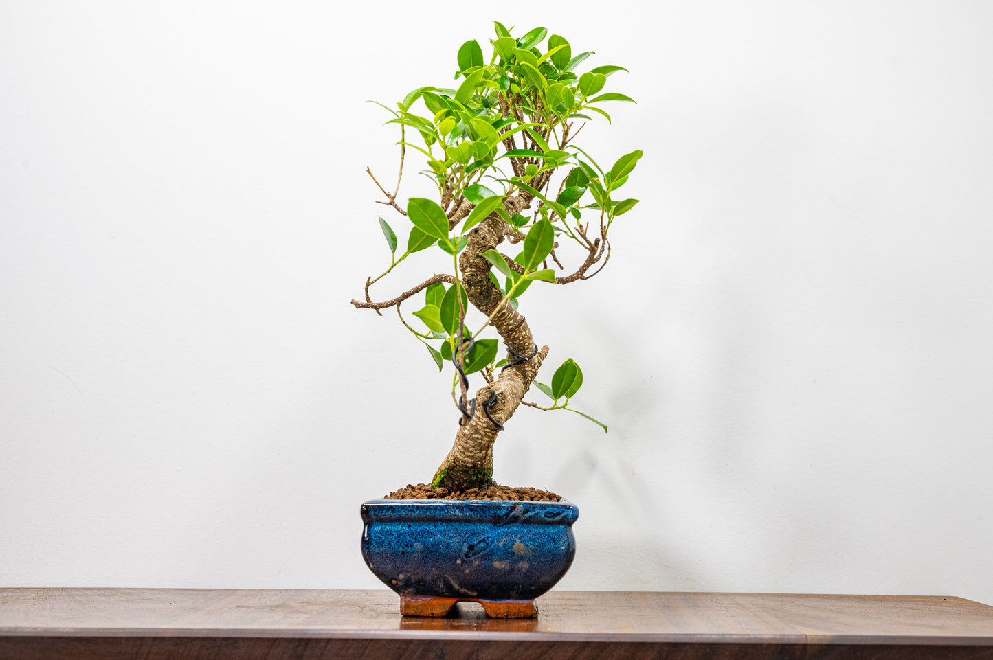 Banyan Fig Bonsai  S Trunk - 20cm Blue Ceramic Pot