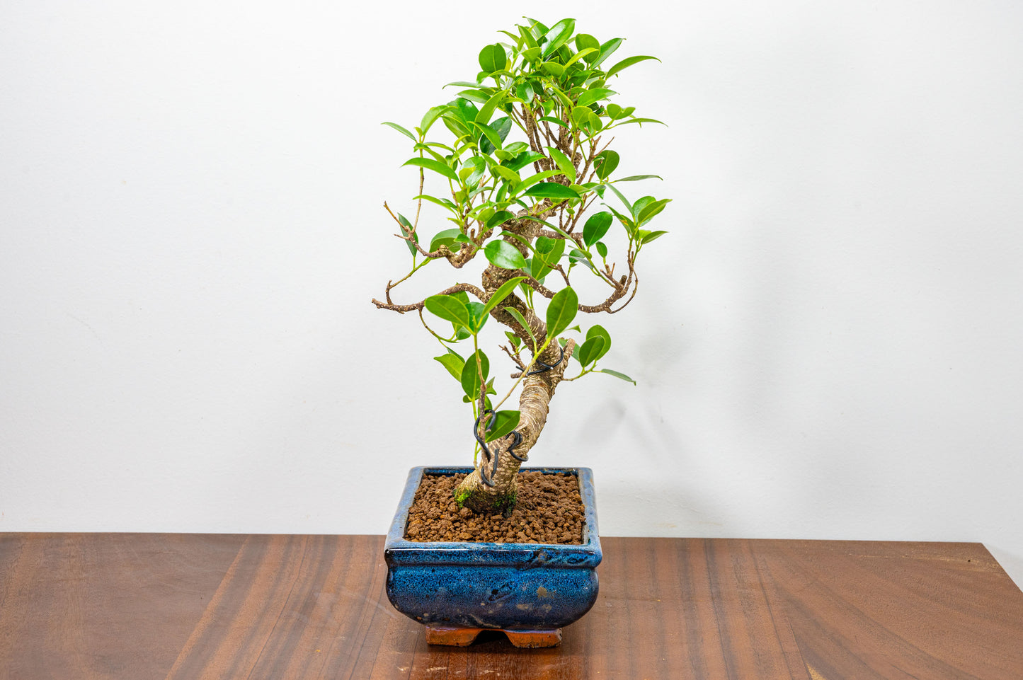 Banyan Fig Bonsai  S Trunk - 20cm Blue Ceramic Pot