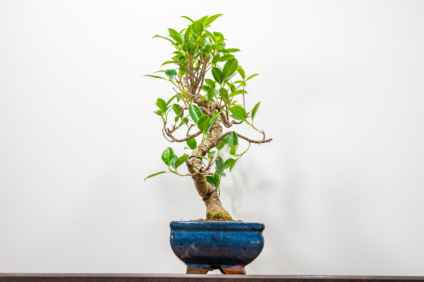 Banyan Fig Bonsai  S Trunk - 20cm Blue Ceramic Pot