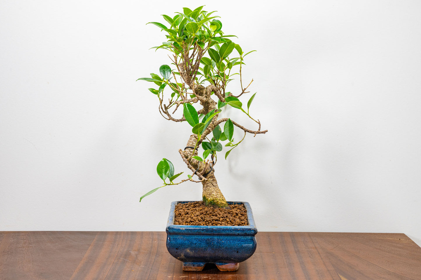 Banyan Fig Bonsai  S Trunk - 20cm Blue Ceramic Pot