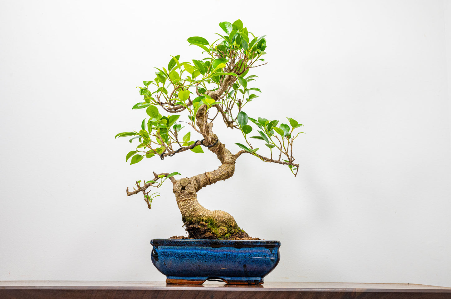 Banyan Fig Bonsai  S Trunk - 20cm Blue Ceramic Pot