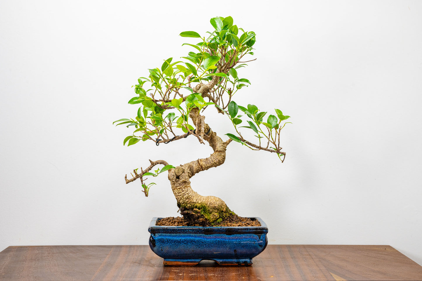 Banyan Fig Bonsai  S Trunk - 20cm Blue Ceramic Pot