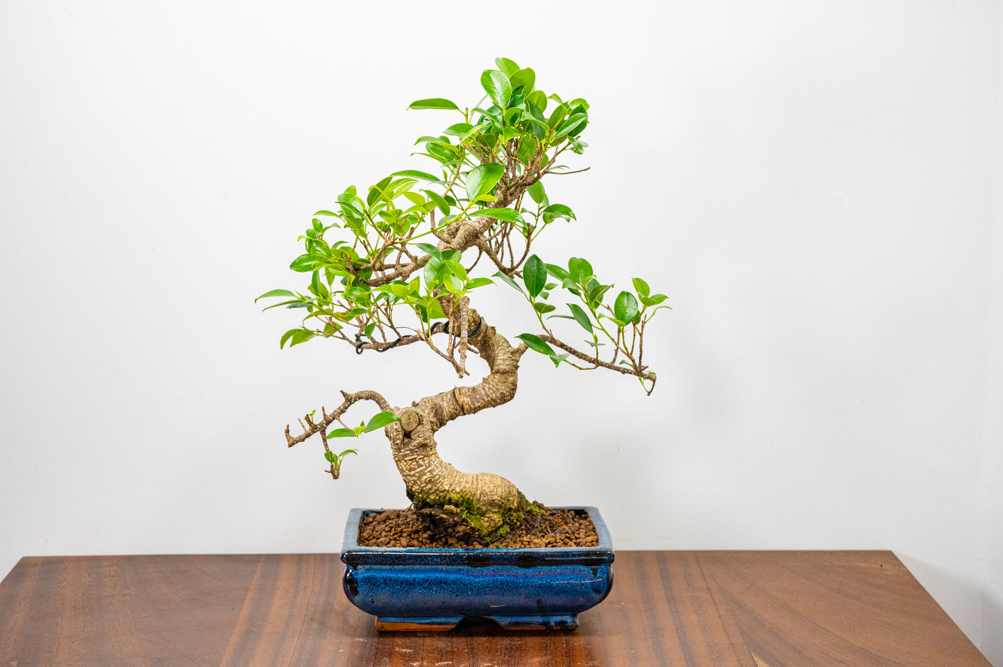 Banyan Fig Bonsai  S Trunk - 20cm Blue Ceramic Pot