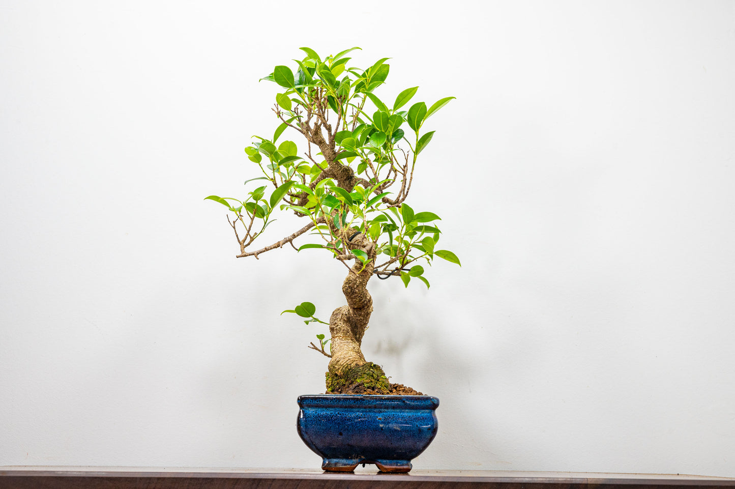 Banyan Fig Bonsai  S Trunk - 20cm Blue Ceramic Pot